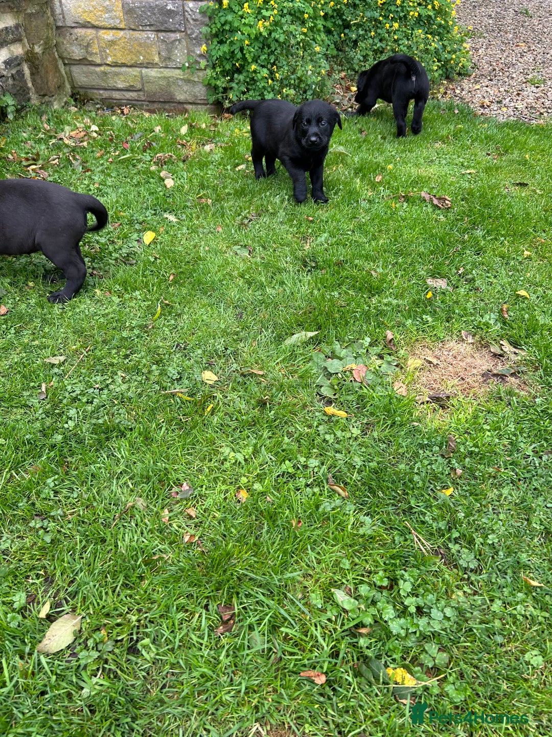 Labrador Retriever dogs for sale: Labrador pups  - Image 5