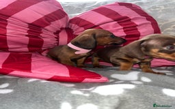Dachshund dogs for sale: Dachshund puppies  - Image 16