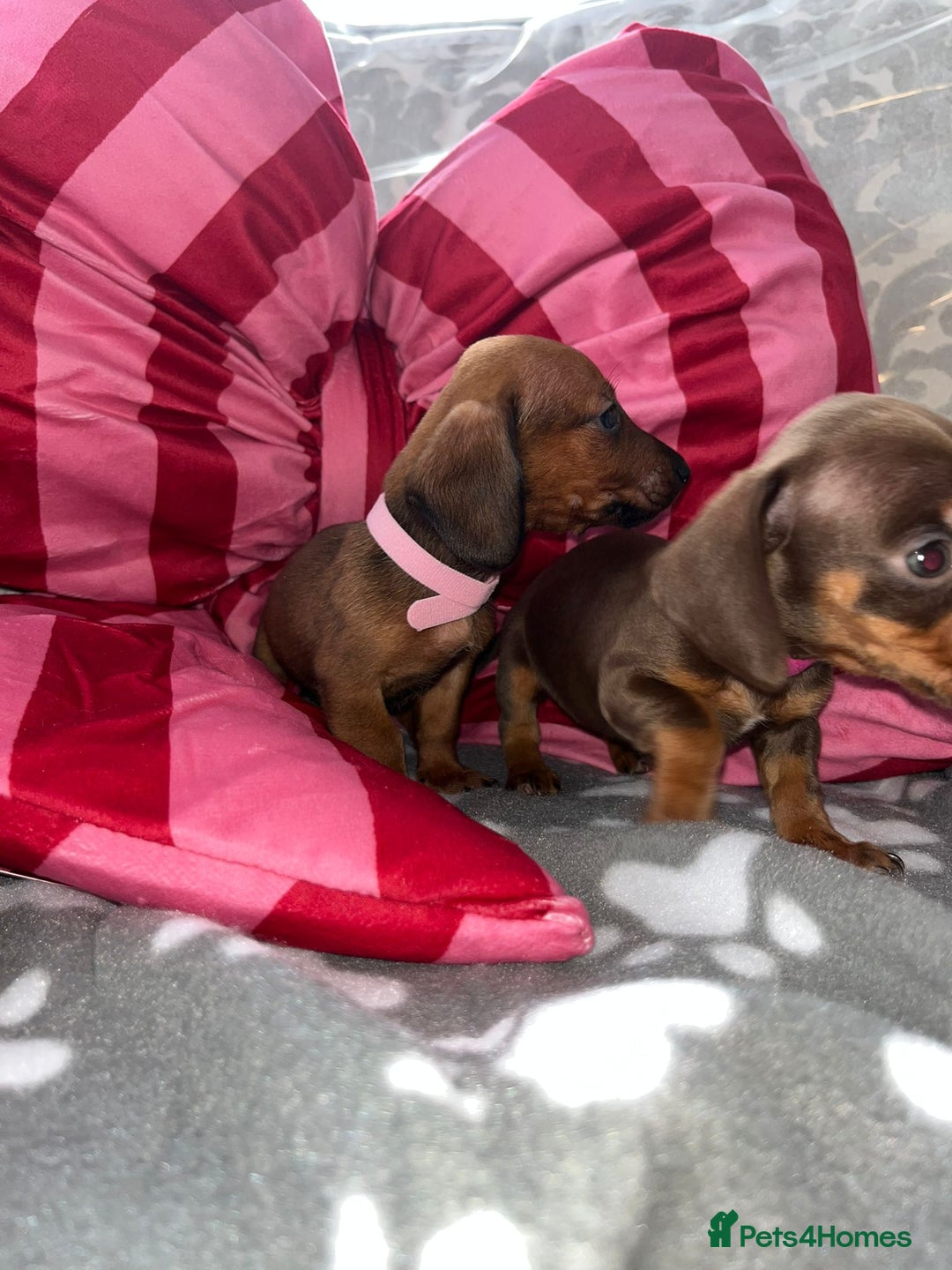 Dachshund dogs for sale: Dachshund puppies  - Image 16