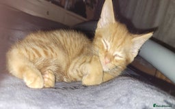 American Shorthair cats for sale: 5 Adorable Tabby/Ginger Kittens Looking For Homes - Image 4