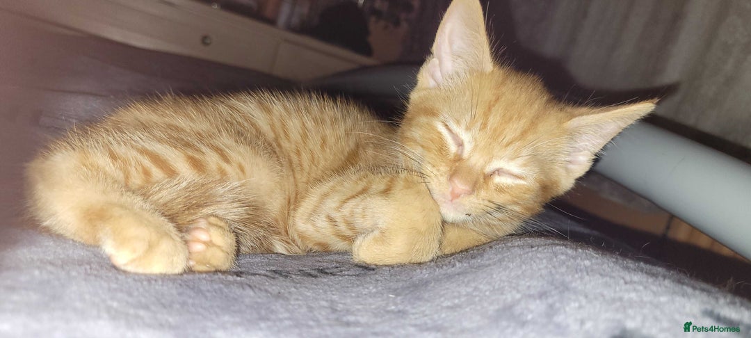 American Shorthair cats for sale: 5 Adorable Tabby/Ginger Kittens Looking For Homes - Image 4