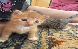 Bengal cats for sale: Beautiful half bengal kittens  - Image 20