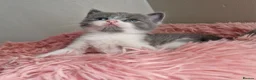 British Shorthair cats for sale: Beautiful blue little girl  - Advert 4