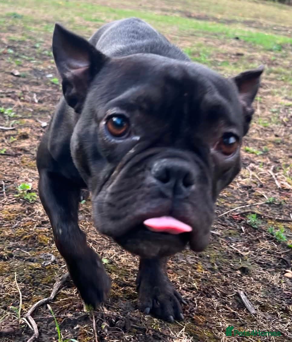 French Bulldog dogs Dolly is looking for a loving home  - Advert 1