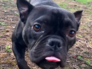 French Bulldog dogs Dolly is looking for a loving home - Advert 1