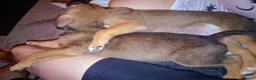Mixed Breed dogs for sale: Bulakita - Advert 13