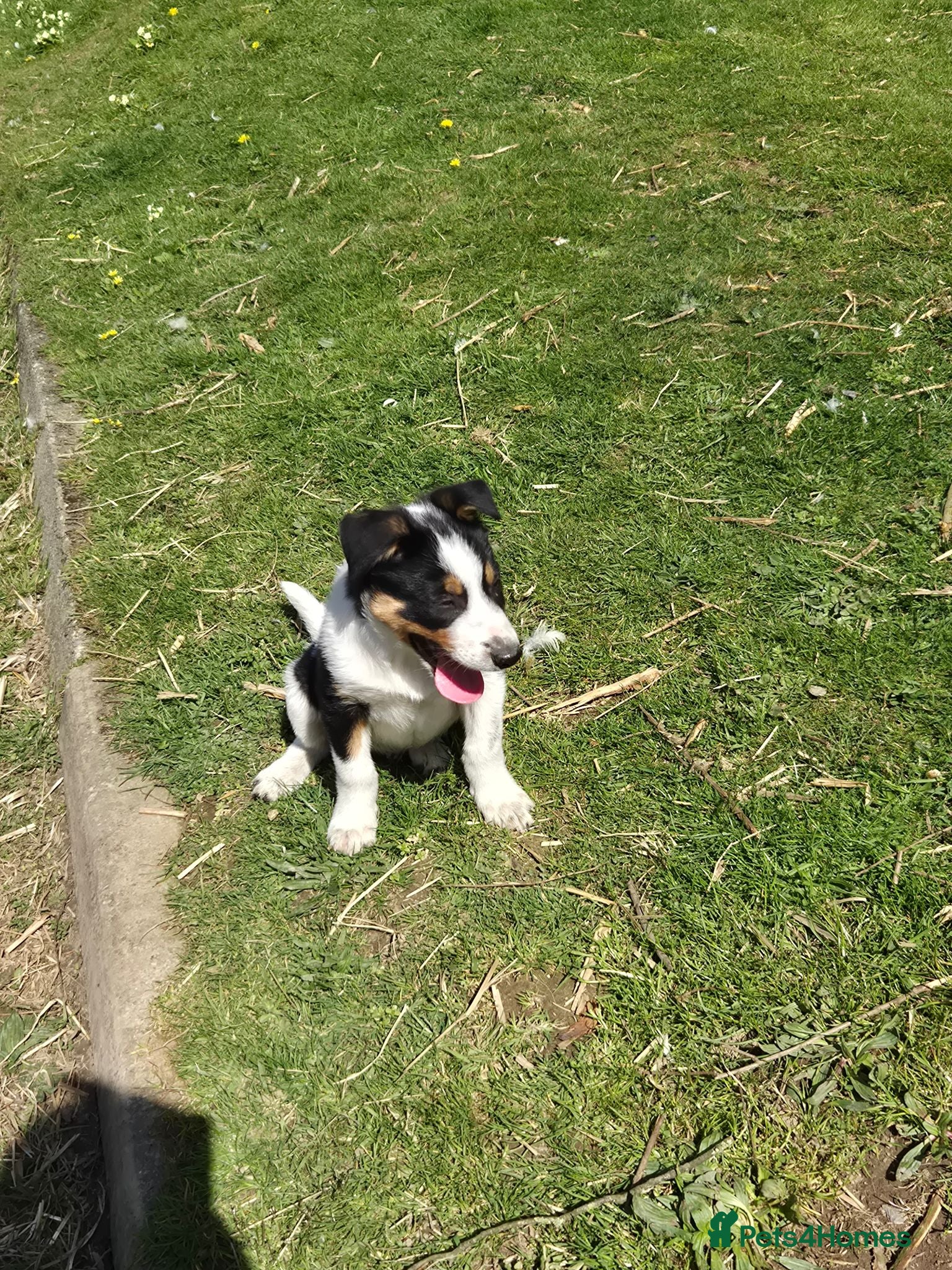 Border Collie dogs Male Collie – looking for his new home - Advert 1