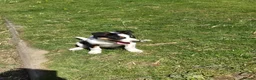 Border Collie dogs for sale: Male Collie – looking for his new home - Advert 1