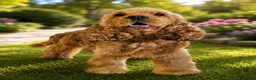 Cocker Spaniel dogs for stud: The One And Only Lorenzo  - Advert 5