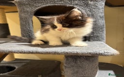 Maine Coon cats for sale: 🐾 Ragdoll × Maine Coon Kittens 🐾 - Image 4