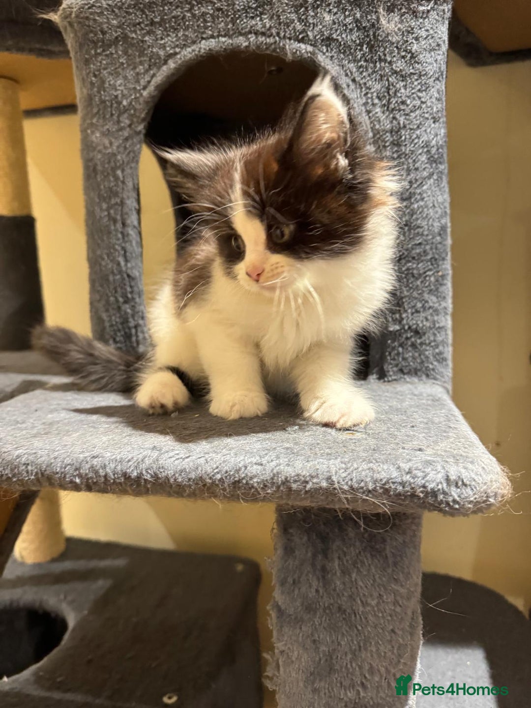 Maine Coon cats for sale: 🐾 Ragdoll × Maine Coon Kittens 🐾 - Image 4