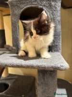 Mixed Breed cats - Advert 13
