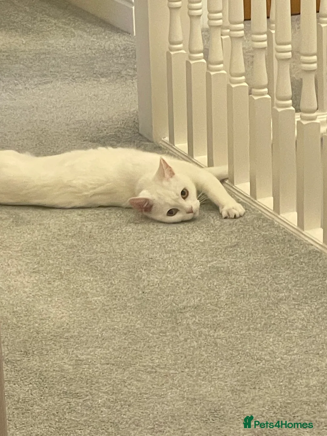 Mixed Breed cats for sale: Beautiful Pure White Indoor Cat. - Advert 2