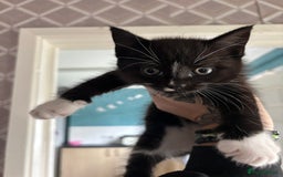 British Shorthair cats for sale: Kittens for sale  - Image 2