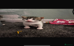 British Longhair cats for sale: Kittens looking for there forever homes  - Image 2