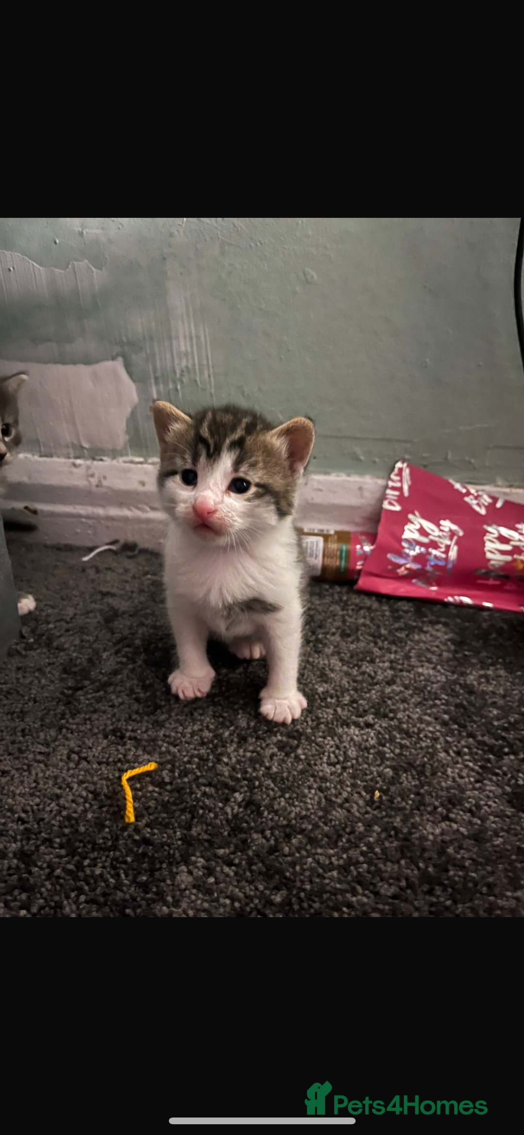 British Longhair cats for sale: Kittens looking for there forever homes  - Image 2