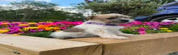 Mixed Breed dogs for sale: Beautiful Jack Tzu Puppies – 2 Girls, 1 Boy - Advert 5