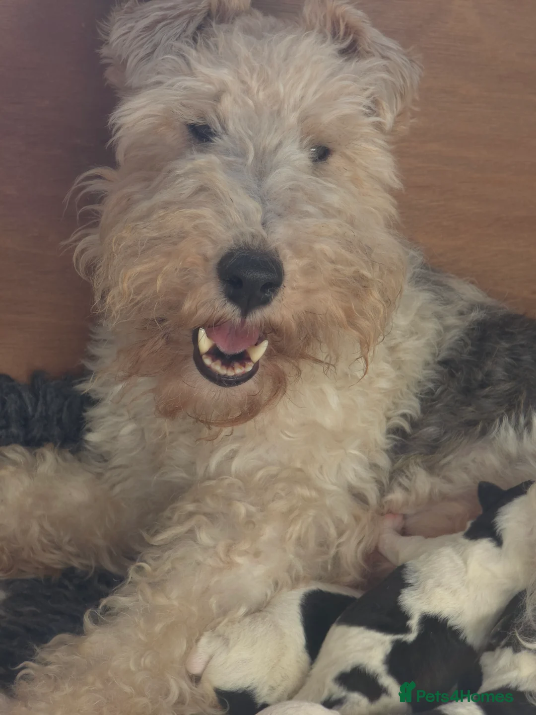 Fox Terrier dogs for sale: Beautiful KC litter of ( 3 boys )  in Wisbech - Advert 3