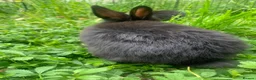 Netherland Dwarf rabbits for sale: Netherland Dwarfs LAST 1 LEFT - Advert 30