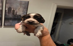 Cocker Spaniel dogs for sale: Kc registered mixed litter - Image 15