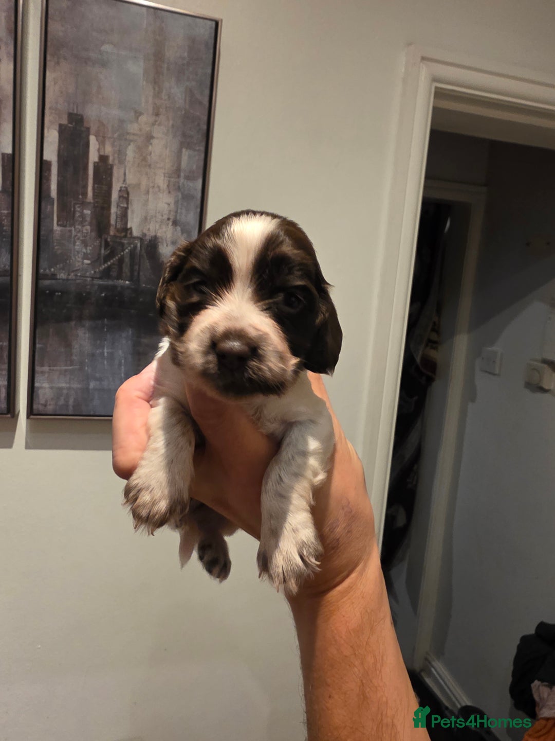 Cocker Spaniel dogs for sale: Kc registered mixed litter - Image 15