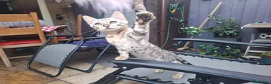 Blue Silver Spotted Bengal Girl