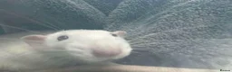 Rat rodents for sale: Neutered male rat , ( snoopy ) - Advert 2