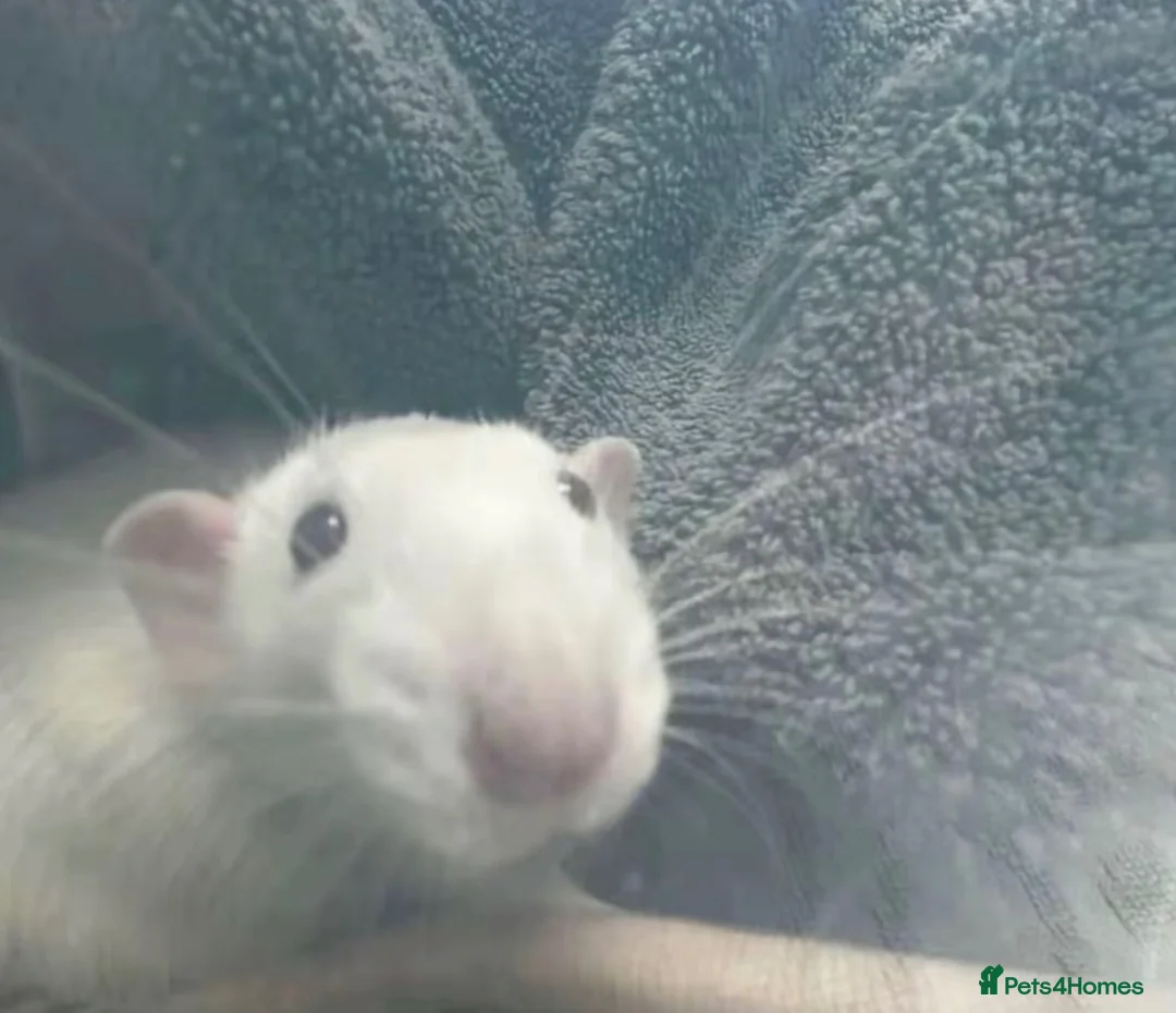 Rat rodents for sale: Neutered male rat , ( snoopy ) - Advert 2