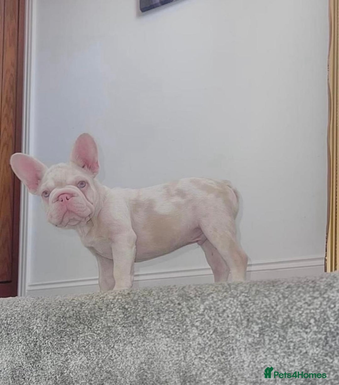 French Bulldog dogs for sale: Caramel Pink Husky Koi Male Puppy - Advert 12