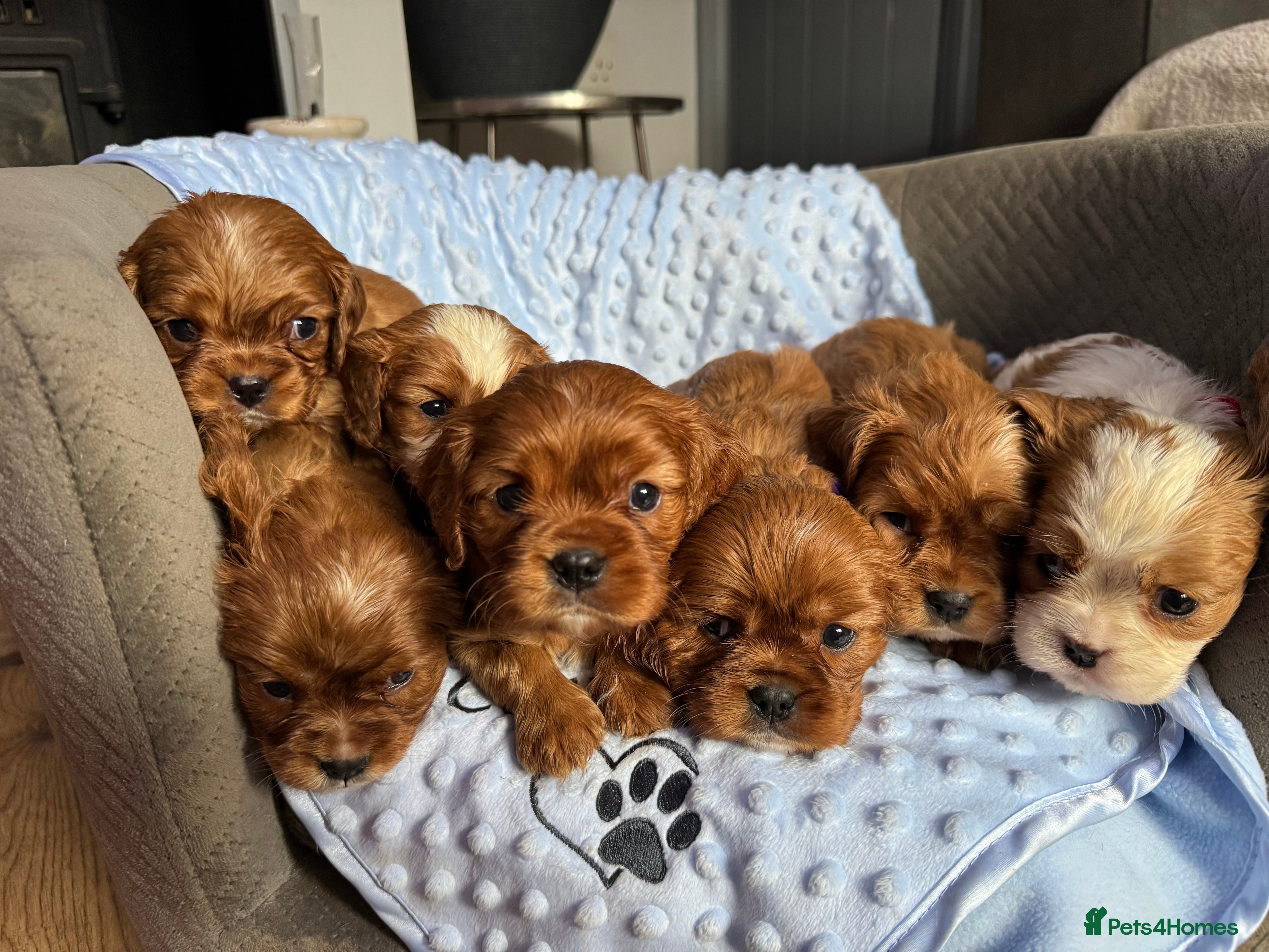 Cavalier King Charles Spaniel dogs CAVALIER KING CHARLES SPANIEL LICENSED KC HEALTH - Advert 17