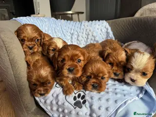 Cavalier King Charles Spaniel dogs CAVALIER KING CHARLES SPANIEL LICENSED KC HEALTH - Advert 17