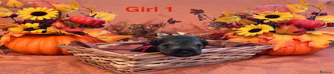 Miniature Schnauzer Puppy 1