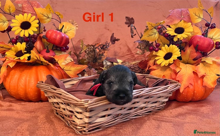 Miniature Schnauzer dogs - Advert 3