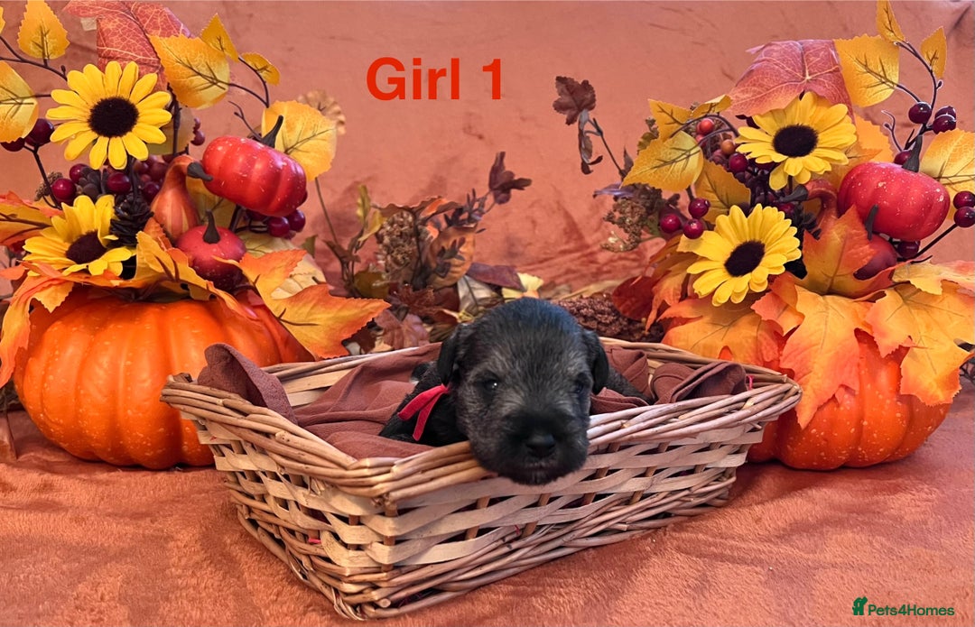 Miniature Schnauzer dogs for sale: 5th generation pedigree miniature schnauzer  - Image 1