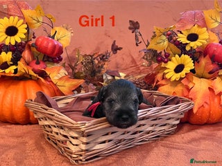 Miniature Schnauzer dogs - Advert 5