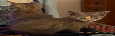 Mixed Breed 1