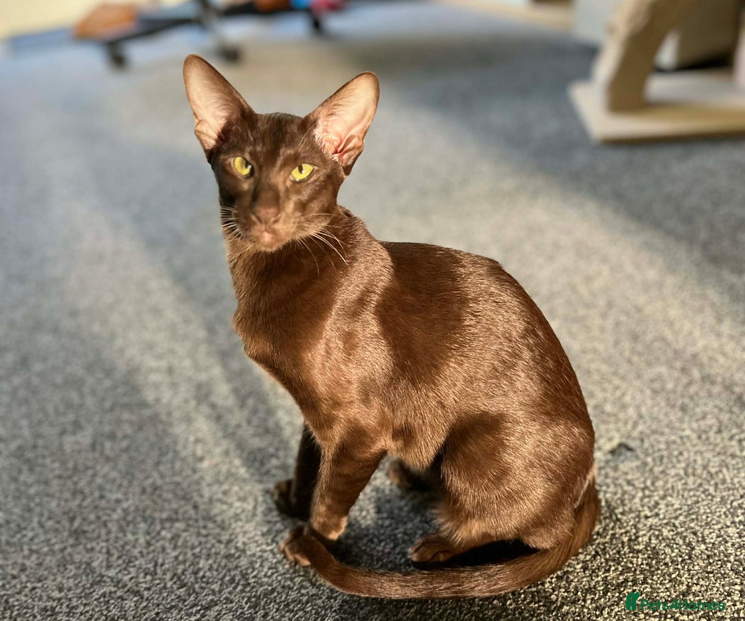 Oriental cats for sale: Havana Silky Coat Beauty  - Advert 1