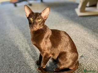 Oriental cats Havana Silky Coat Beauty - Advert 4