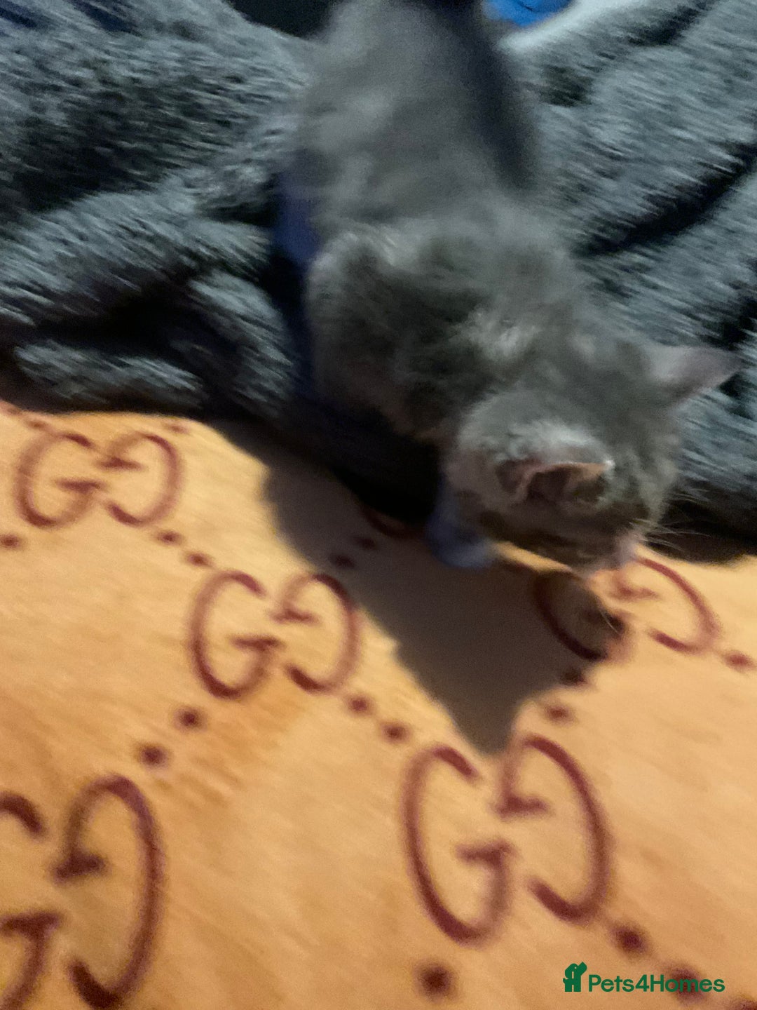 Mixed Breed cats for sale: I’ve been let down and now looking for home - Image 2