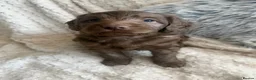 Cockapoo dogs for sale: Chocolate/Silver beige Multigen puppies - Advert 18