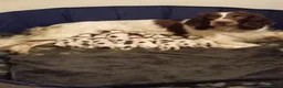 English Springer Spaniel dogs for sale: Beautiful working english Springer spaniels in Spalding - Advert 3
