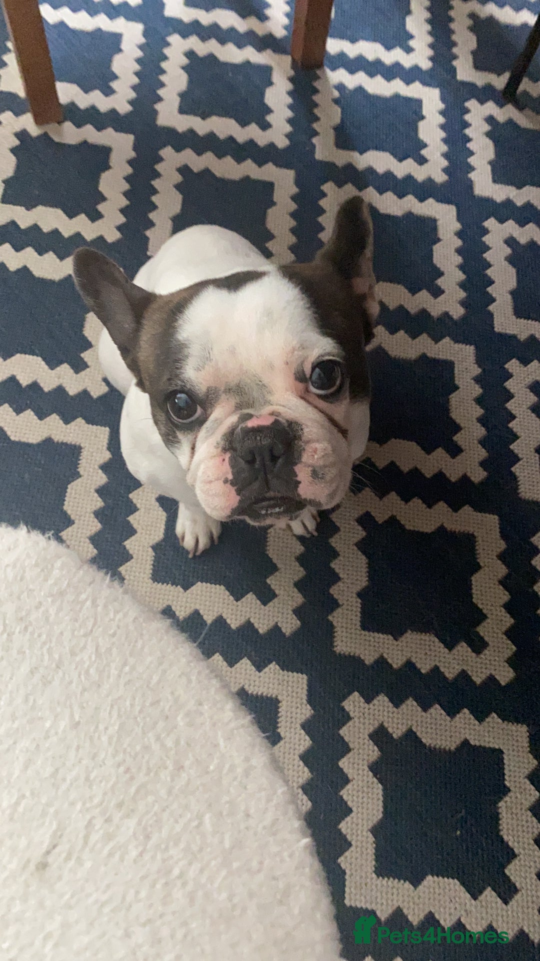 French Bulldog dogs for sale: 💕Beautiful Bella- Ready for her forever home💕 - Image 3