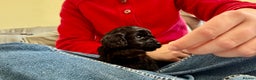 Cockapoo dogs for sale: Gorgeous chunky cockapoo puppies - Advert 2