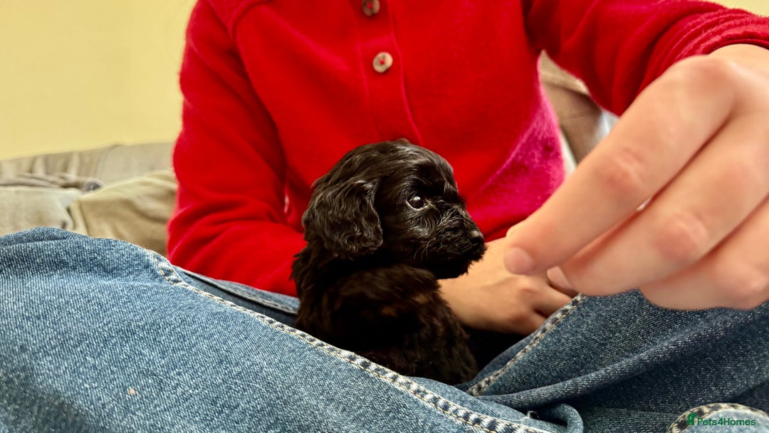 Cockapoo dogs for sale: Gorgeous chunky cockapoo puppies - Advert 2