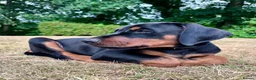 Dobermann dogs for sale: Mr Blue- A truly Free Range Doberman - Advert 29