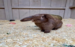 Mini Lop rabbits for sale: Bramble & Hazel - Image 2
