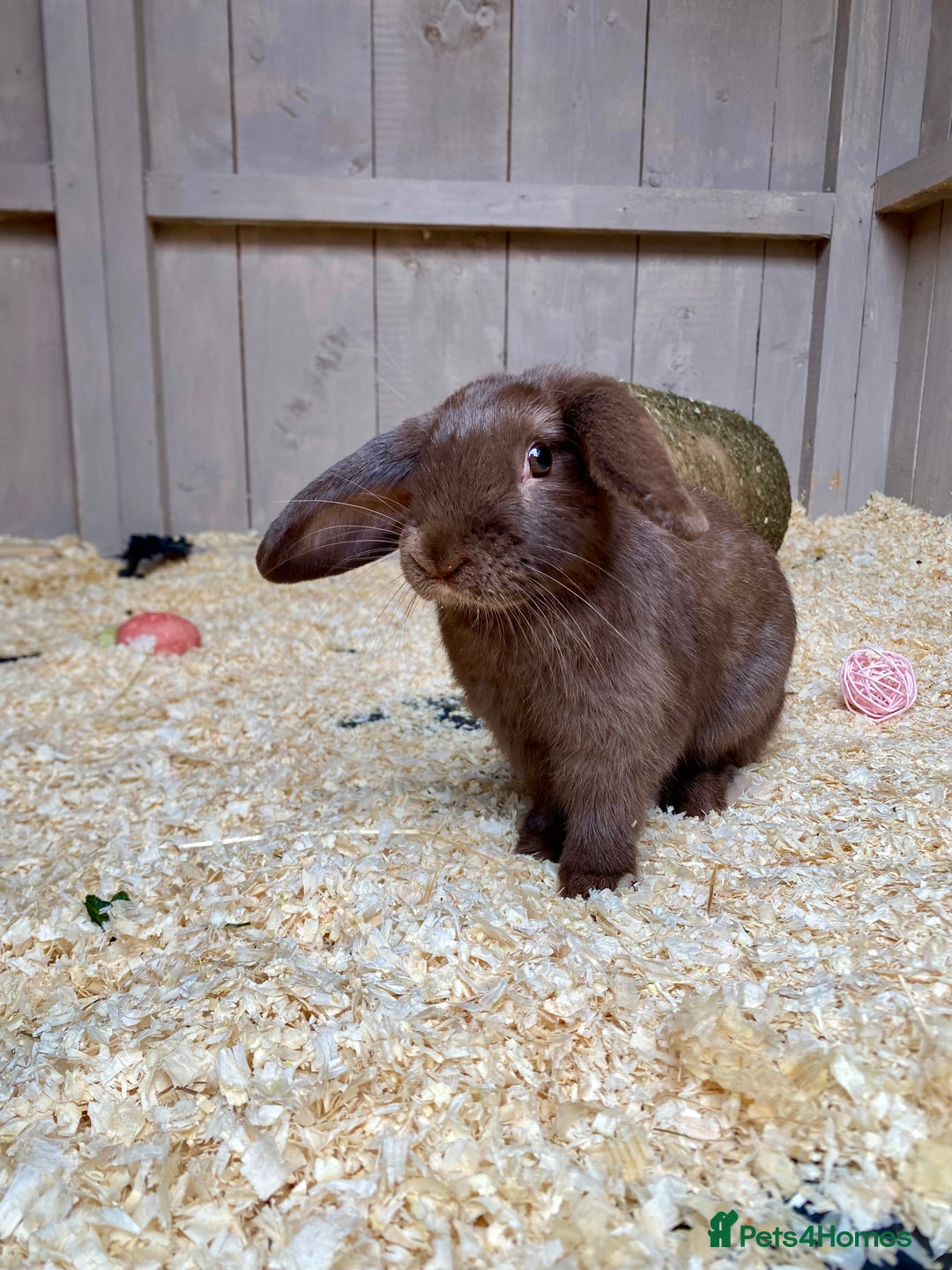 Mini Lop rabbits for sale: Bramble & Hazel - Image 2