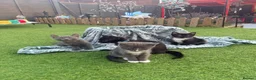 American Shorthair cats for sale: Cute black and grey kittens  in Northampton - Advert 36