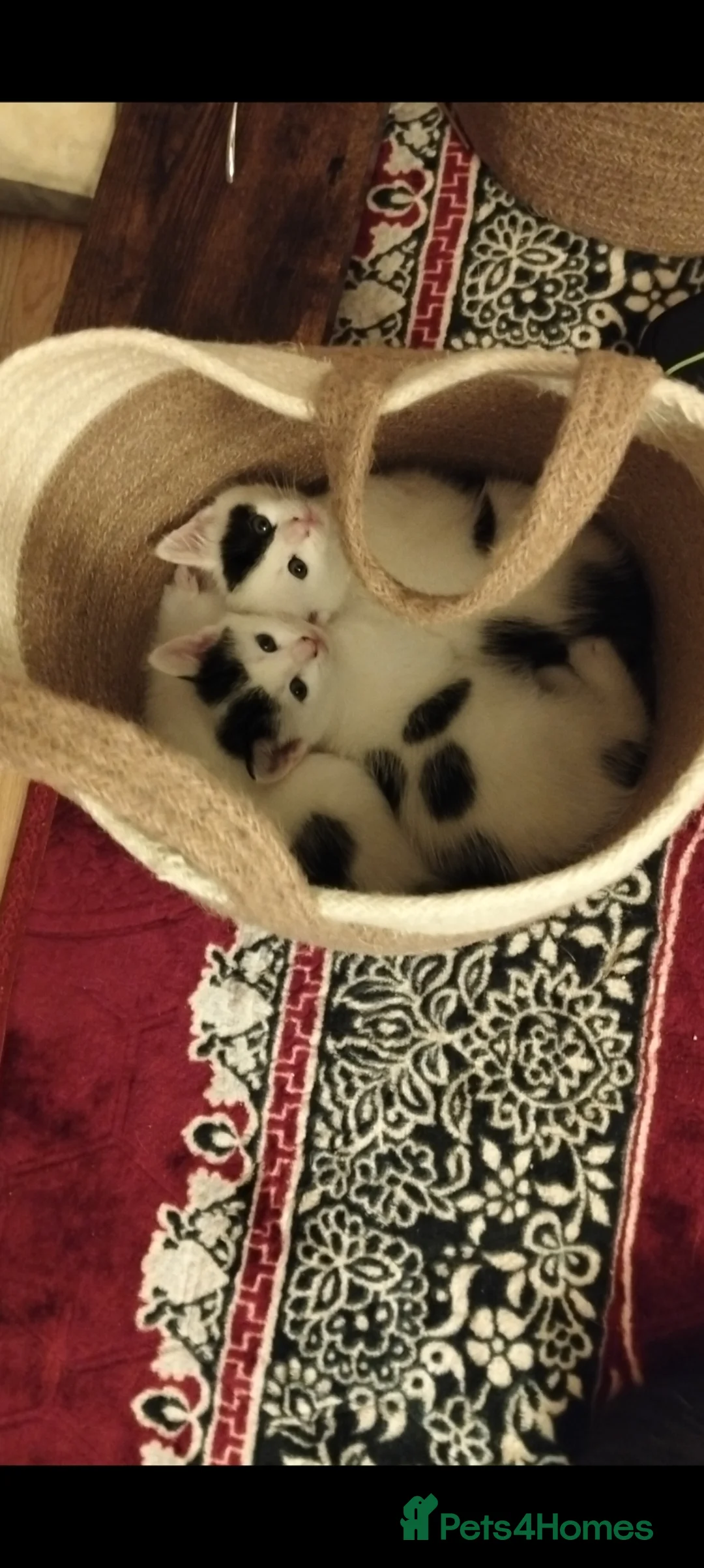 Mixed Breed cats for sale: Lovely kittens in Doncaster - Advert 3