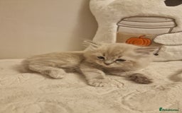 Ragdoll cats for sale: Mink ragdoll babies  - Image 11